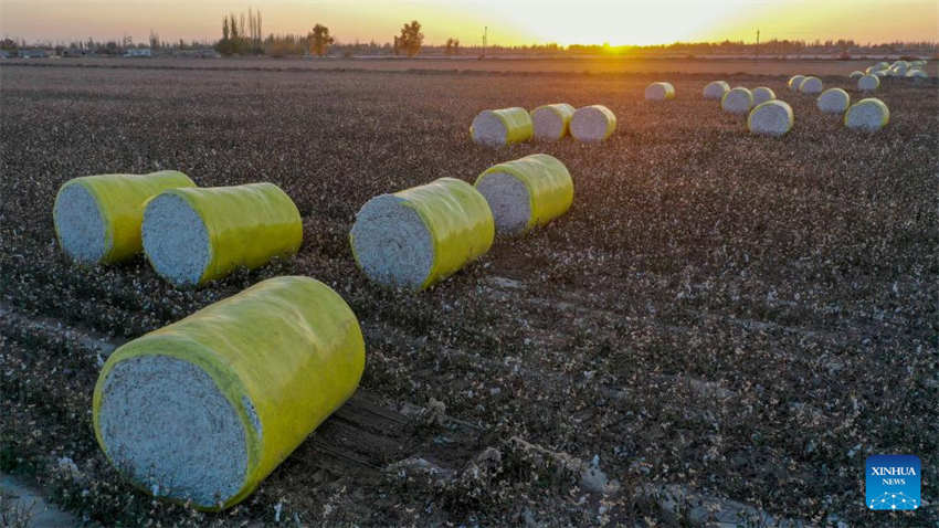 Xinjiang: colheita do algod?o chega ao fim