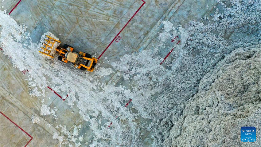 Xinjiang: colheita do algod?o chega ao fim