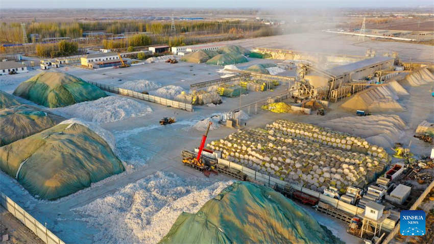 Xinjiang: colheita do algod?o chega ao fim