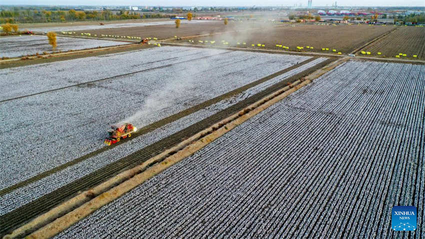 Xinjiang: colheita do algod?o chega ao fim