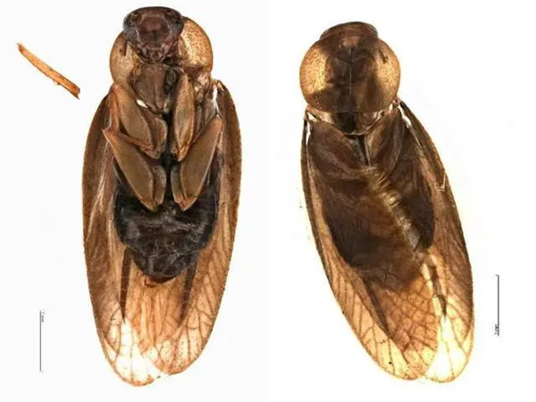 Alfandega chinesa intercepta novas espécies de baratas