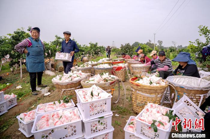 Sichuan inicia temporada de colheita de laranja　