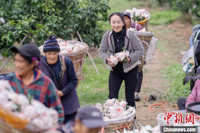 Sichuan inicia temporada de colheita de laranja　