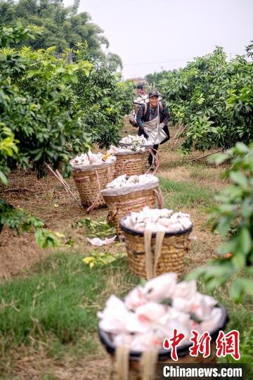 Sichuan inicia temporada de colheita de laranja　