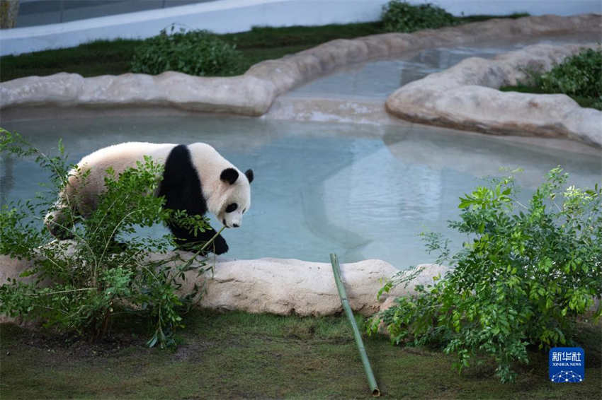 Pandas chineses se reúnem ao público na primeira Casa Panda de Doha antes da Copa do Mundo