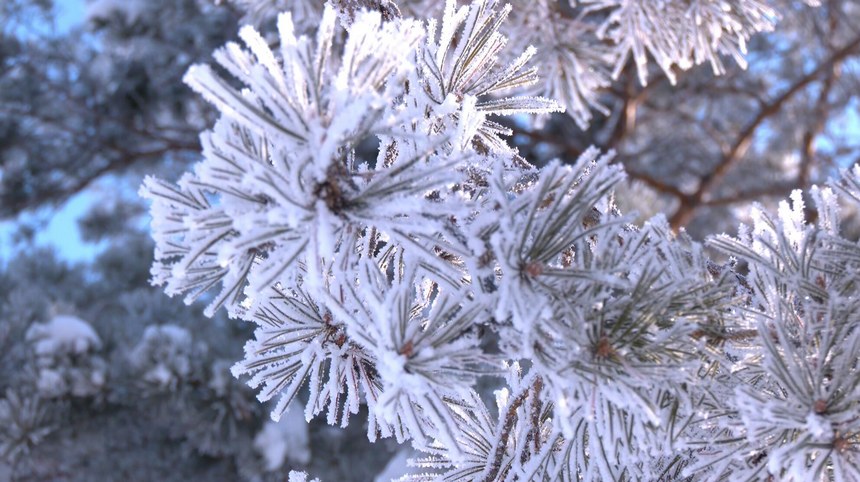 Galeira: bela paisagem de geada em Heilongjiang