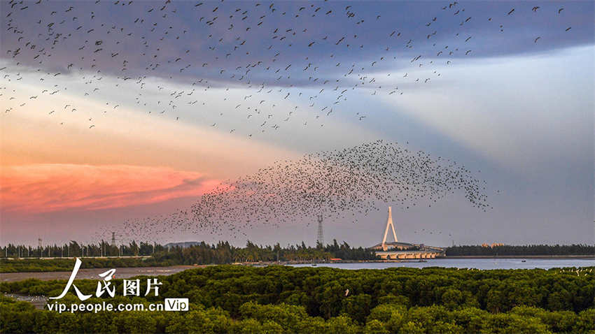Galeria: um grande número de aves migratórias voa em Haikou 