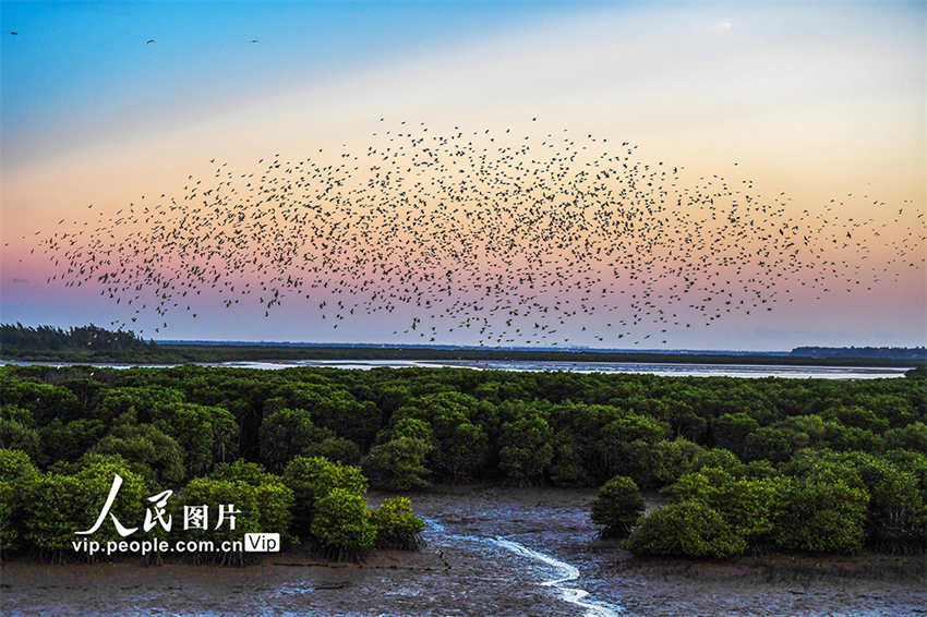 Galeria: um grande número de aves migratórias voa em Haikou 