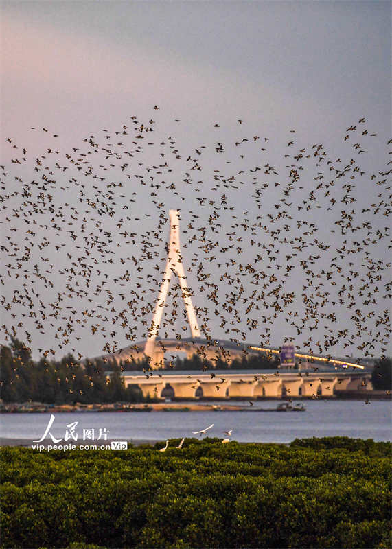 Galeria: um grande número de aves migratórias voa em Haikou 