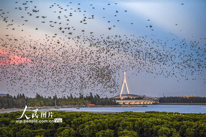 Galeria: um grande número de aves migratórias voa em Haikou 