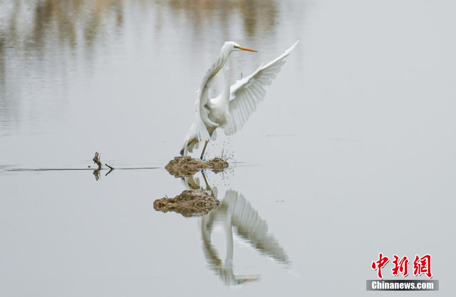 Rio Tarim se torna local ideal para migra??o de aves