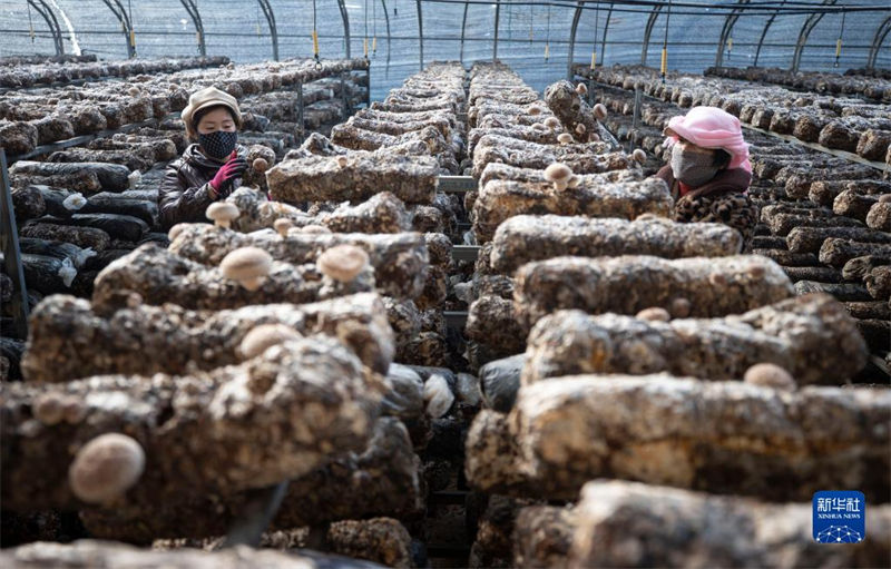 Indústria de fungos comestíveis ajuda revitaliza??o rural de Ningxia