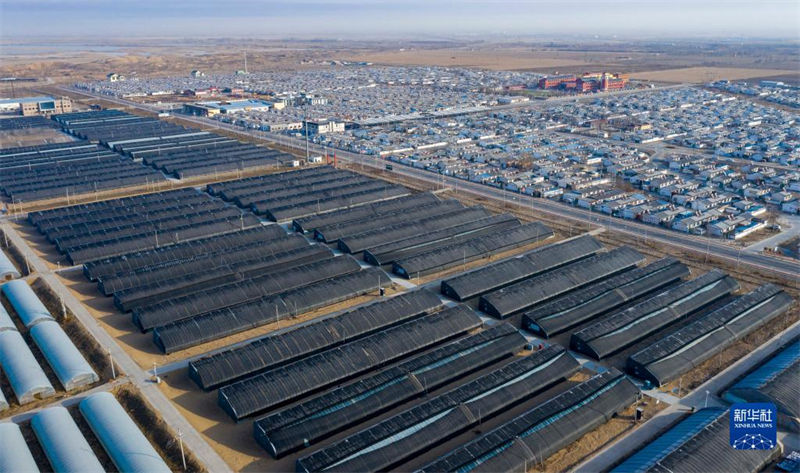 Indústria de fungos comestíveis ajuda revitaliza??o rural de Ningxia