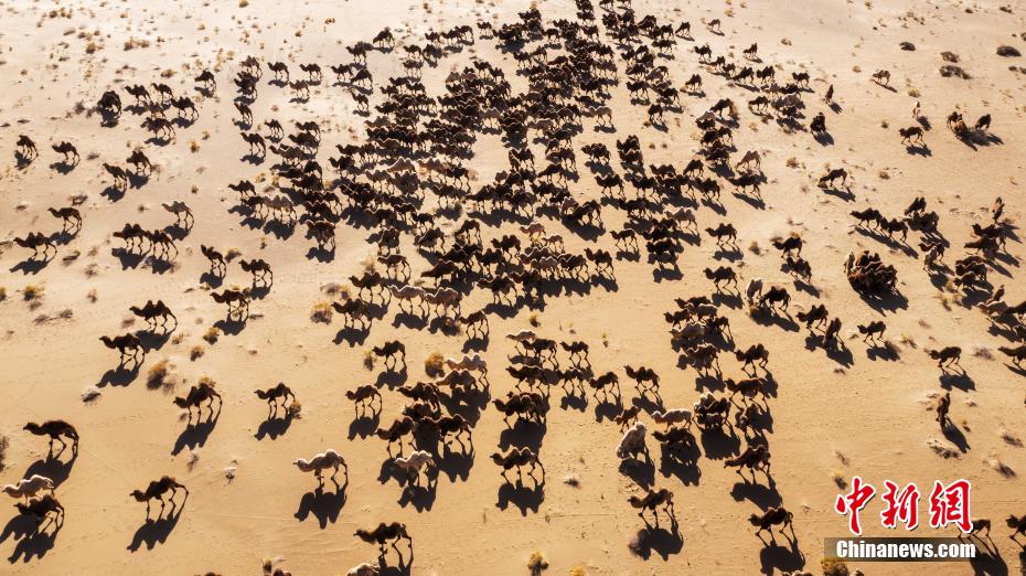 Galeria: transferência de camelos em inverno é iniciada no deserto de Badain Jaran