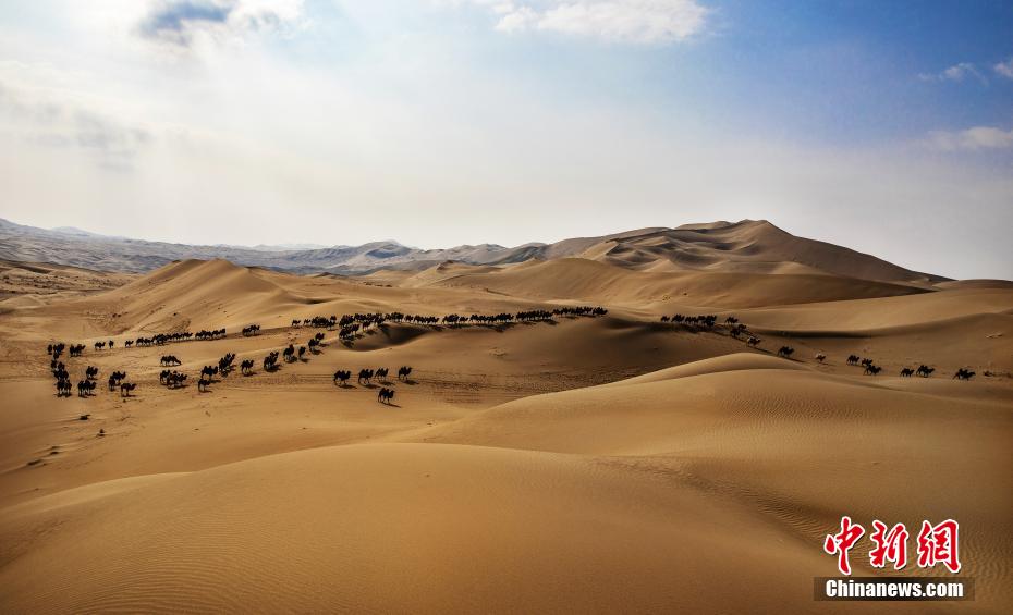 Galeria: transferência de camelos em inverno é iniciada no deserto de Badain Jaran