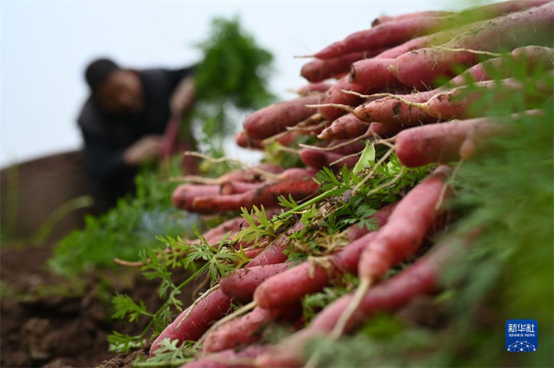 Agricultores est?o ocupados com chegada de “Daxue”