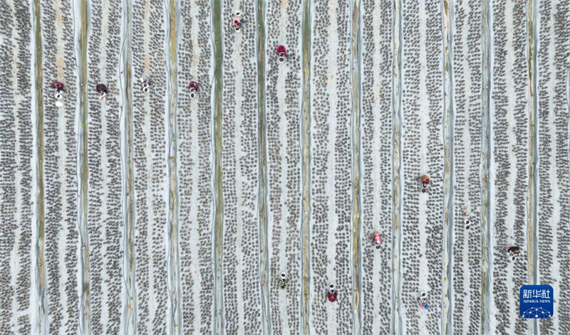 Agricultores est?o ocupados com chegada de “Daxue”