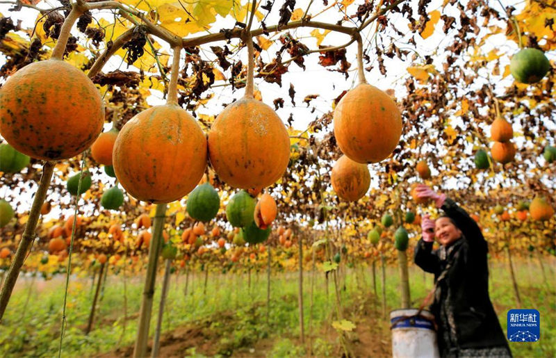 Agricultores est?o ocupados com chegada de “Daxue”