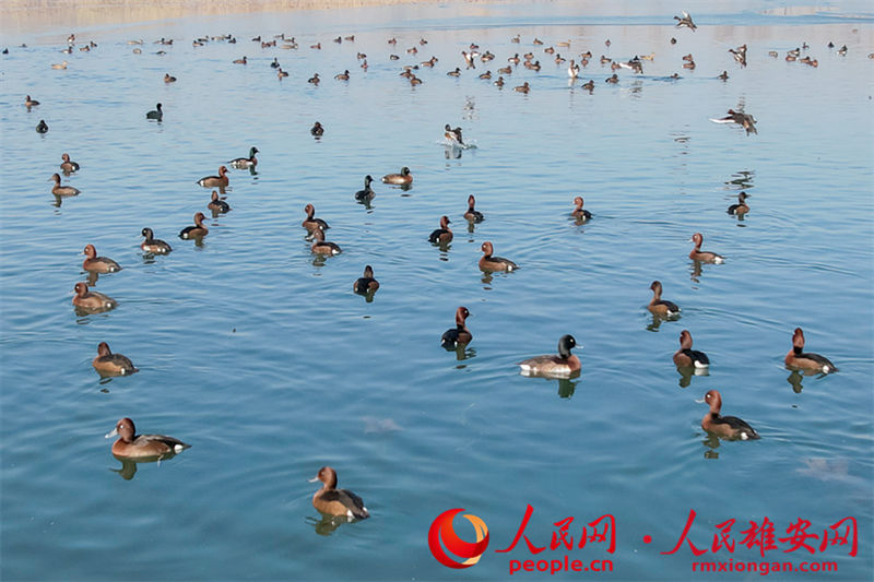 Espécie globalmente amea?ada de extin??o surge na Nova área de Xiong'an