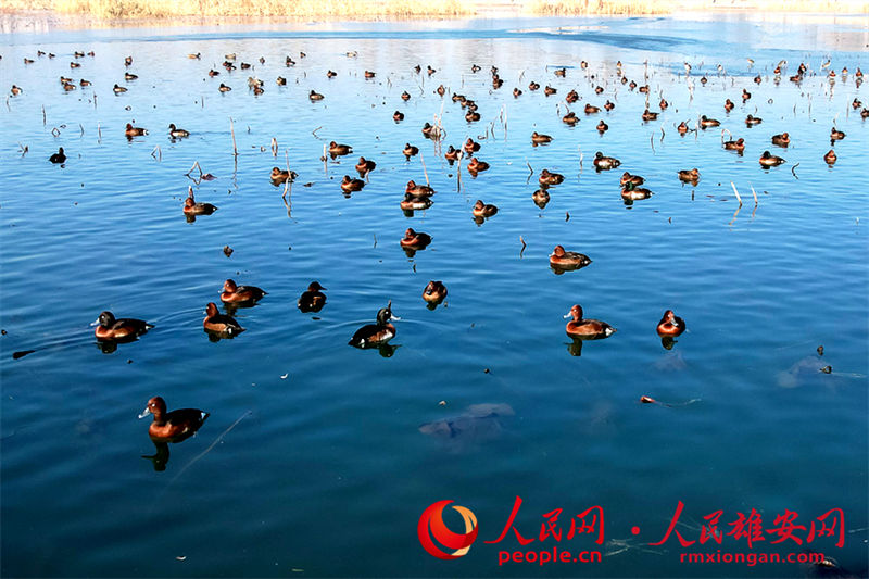 Espécie globalmente amea?ada de extin??o surge na Nova área de Xiong'an