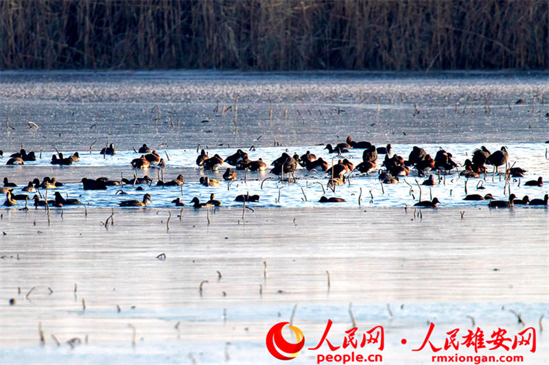 Espécie globalmente amea?ada de extin??o surge na Nova área de Xiong'an