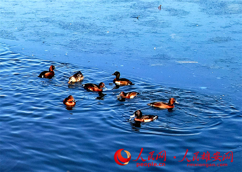 Espécie globalmente amea?ada de extin??o surge na Nova área de Xiong'an