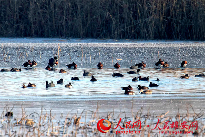 Espécie globalmente amea?ada de extin??o surge na Nova área de Xiong'an