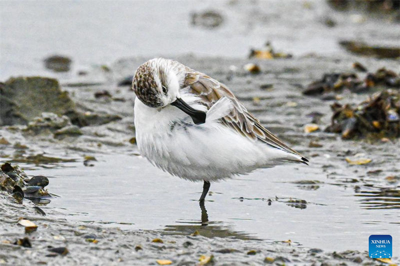 Sul da China rep?e ecossistemas com retorno de aves migratórias