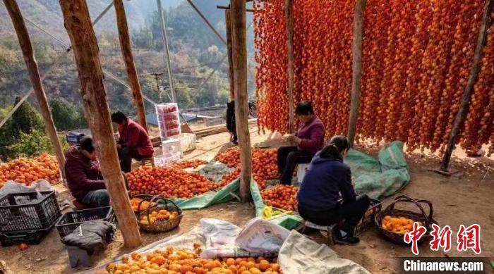 Shanxi inicia temporada de colheita de caquis