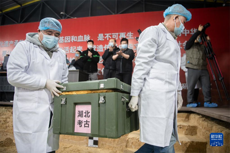 Cranio fóssil No 3 de 