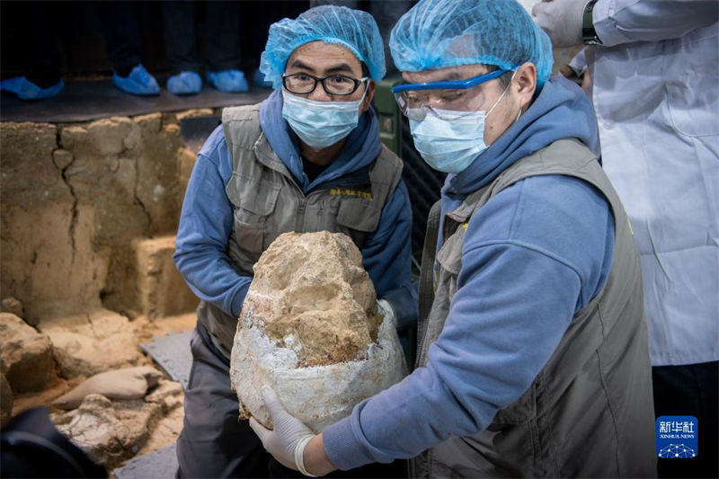 Cranio fóssil No 3 de 