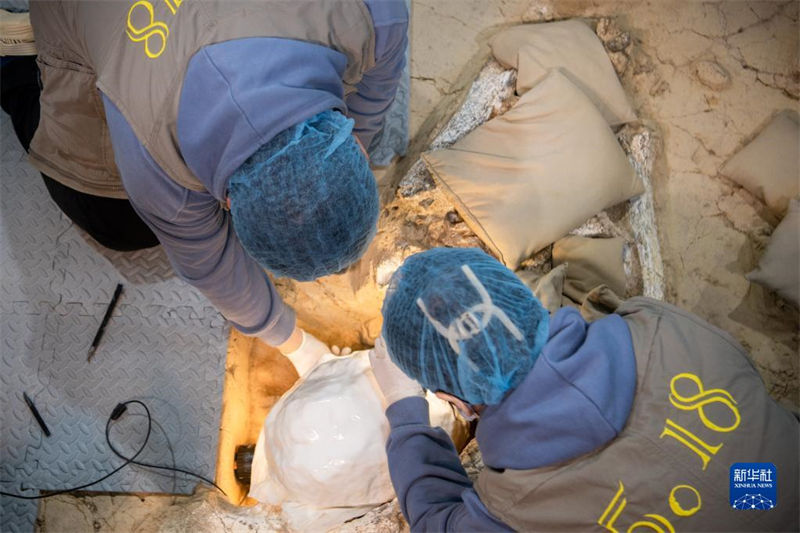 Cranio fóssil No 3 de 