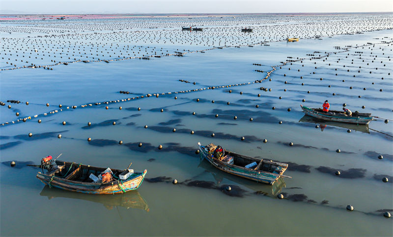 Pescadores de Shandong est?o ocupados com pesca marinheira do inverno
