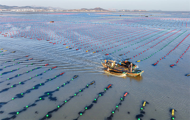 Pescadores de Shandong est?o ocupados com pesca marinheira do inverno