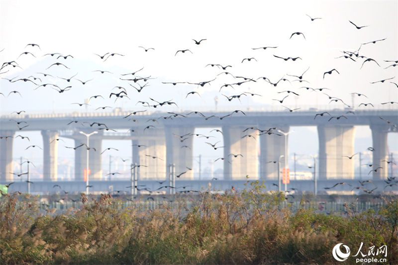 Galeria: bando de cormor?o forma vis?o espetacular no leste da China