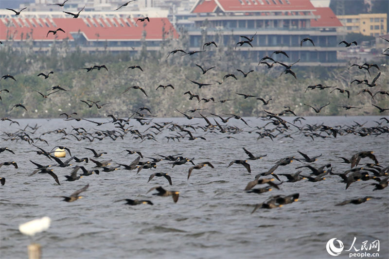 Galeria: bando de cormor?o forma vis?o espetacular no leste da China