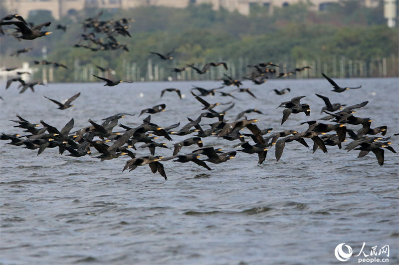 Galeria: bando de cormor?o forma vis?o espetacular no leste da China