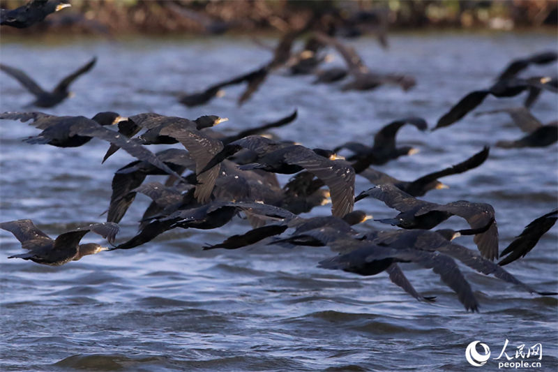 Galeria: bando de cormor?o forma vis?o espetacular no leste da China