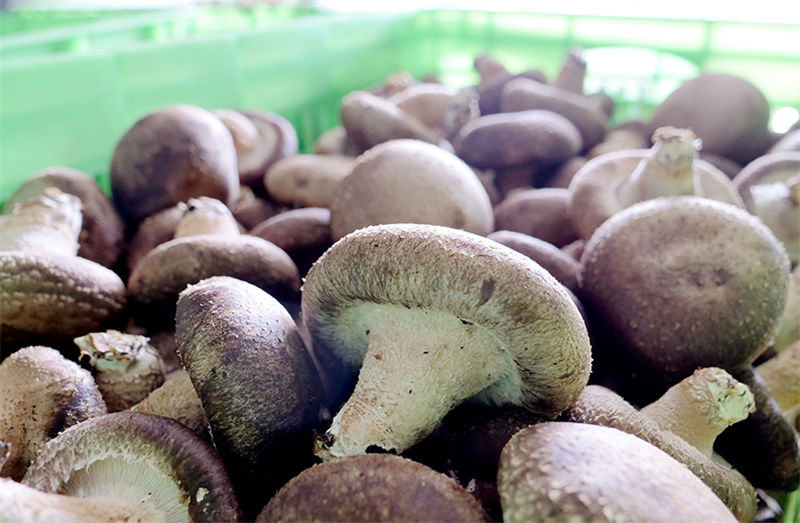 Indústria de cogumelo promove revitaliza??o rural no norte da China