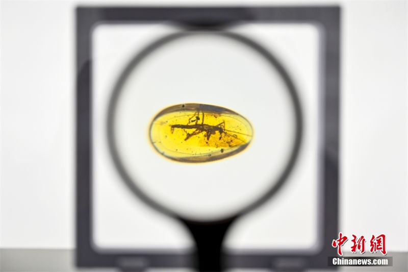 Museu de Guangzhou exibe mais de 700 pe?as de ambar