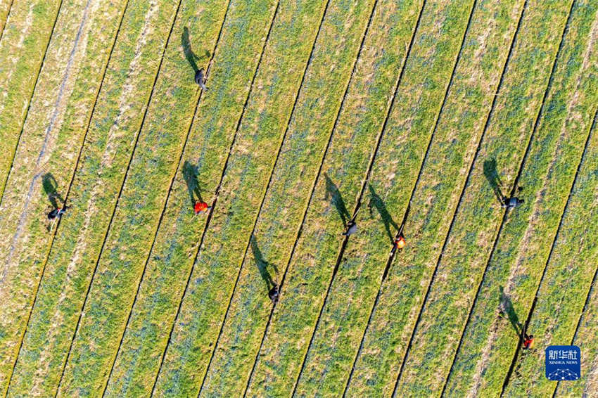 Galeria: arado de primavera come?a em toda a China