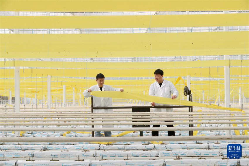 Galeria: arado de primavera come?a em toda a China