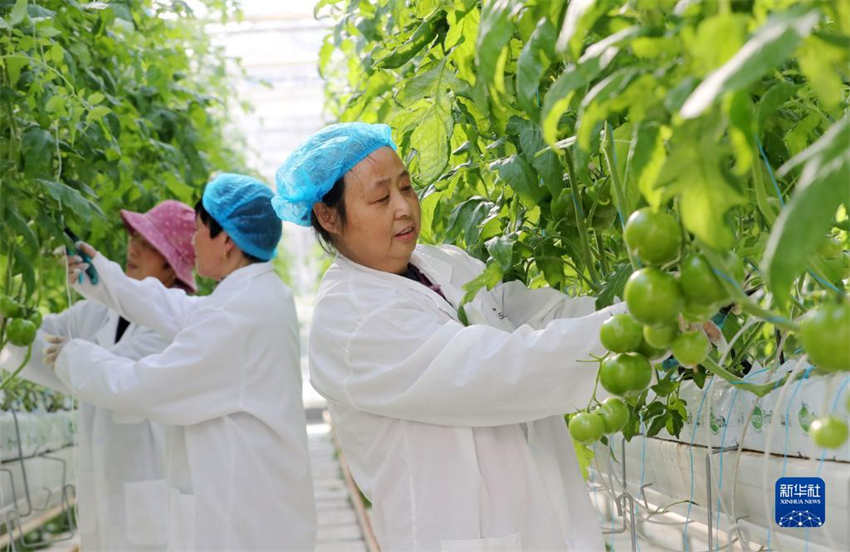 Galeria: arado de primavera come?a em toda a China