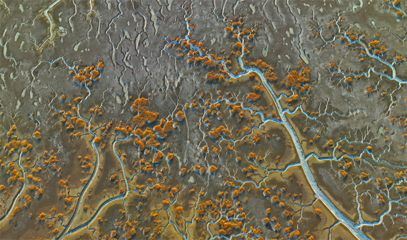 Galeria: vista do pantano do estuário do rio Liaohe 