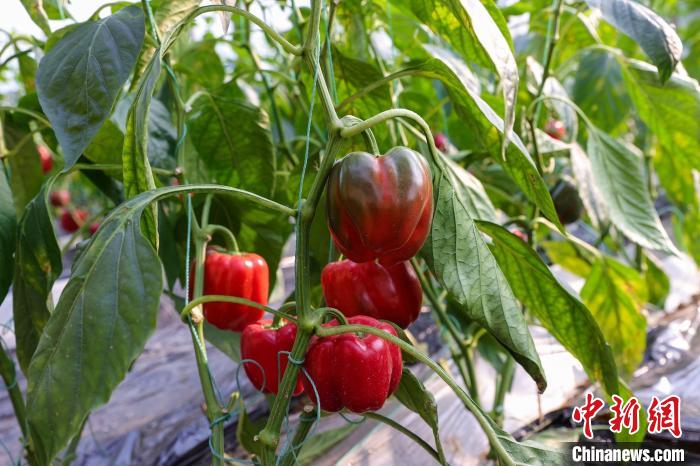 Galeria: Shanxi recebe colheita de pimenta ornamental