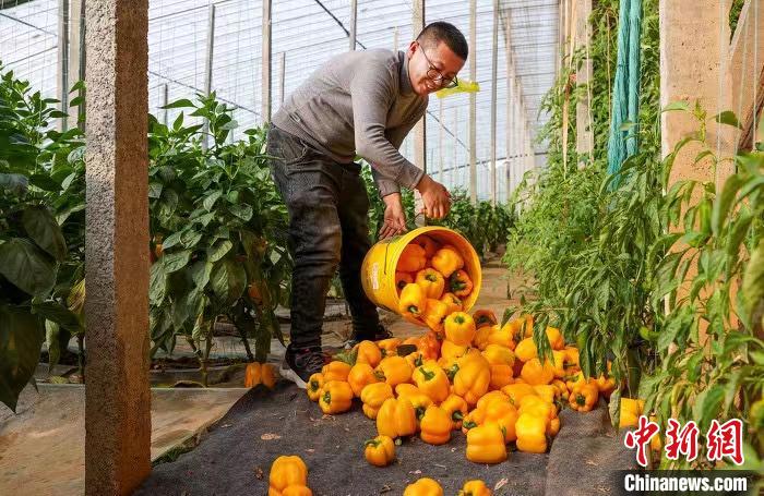 Galeria: Shanxi recebe colheita de pimenta ornamental