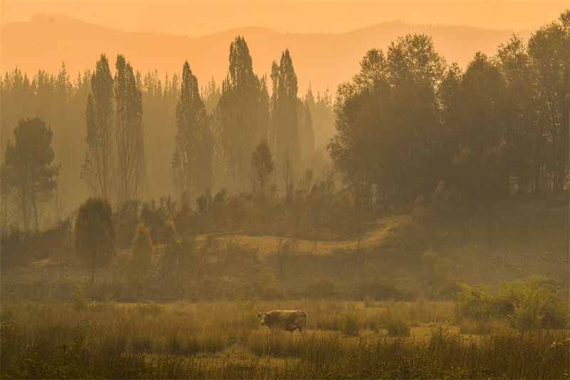 Chile: incêndios florestais deixam milhares desabrigados