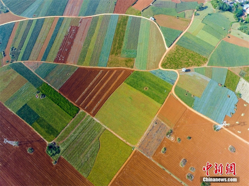 Galeria: Xuwen, a capital da produ??o de abacaxi no sul da China