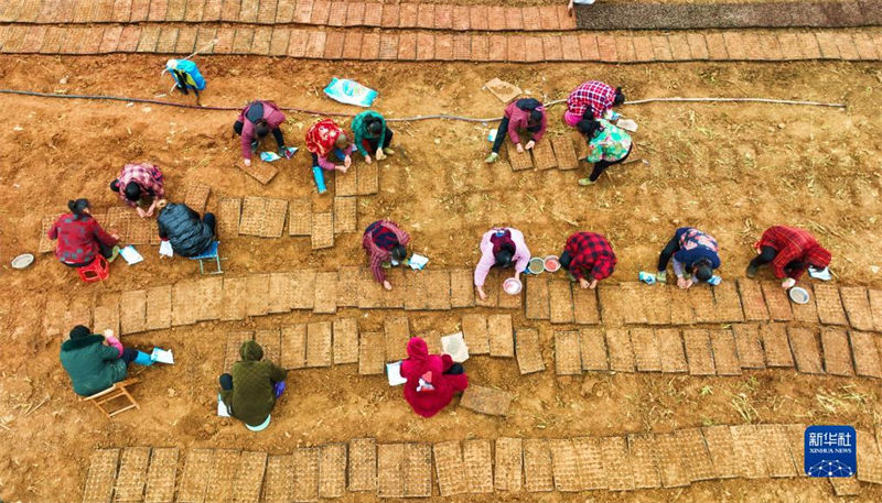 Galeria: agricultores est?o ocupadas lavrando a terra na primavera