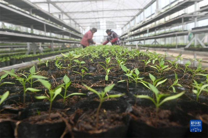 Galeria: agricultores est?o ocupadas lavrando a terra na primavera